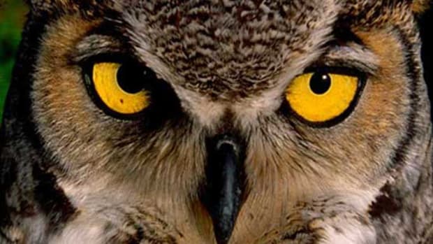 great-horned-owl-557x348