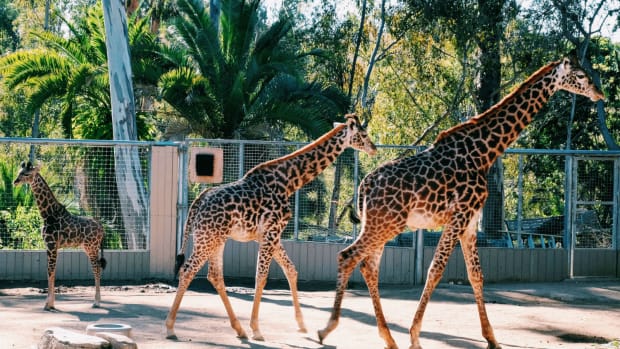 San Diego Zoo is worth the 40-minute drive from Carlsbad. (Photo: Michelle Rae Uy)