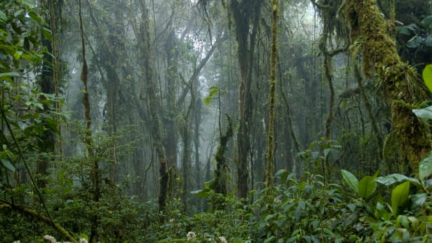 Monteverde Cloud Forest (Flickr: travelmag.com)
