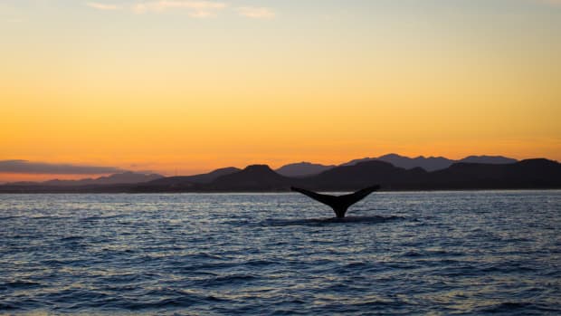 Whale watching at sunset in the Sea of Cortez (Flickr: Zach Dischner)