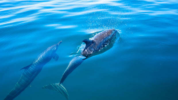 Dolphins in Costa Rica (Flickr: AlfonsoLara70)