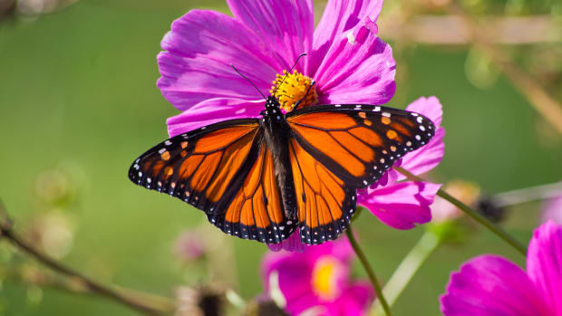 bigstock-Monarch-Butterfly-23800838