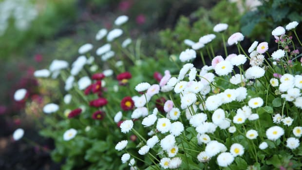 small white and magenta flowers residential landscaping