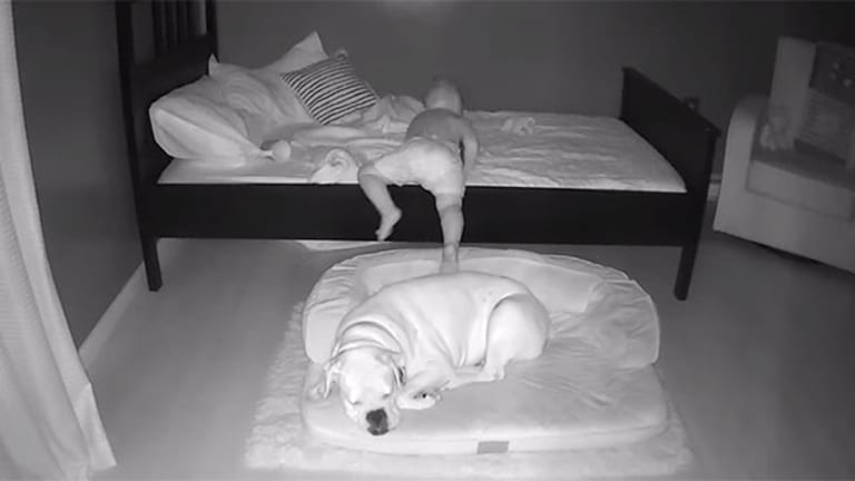 Camera Captures Toddler Crawling Out of Bed to Snuggle His Best Friend—Just Wait ‘Til You See Who It Is