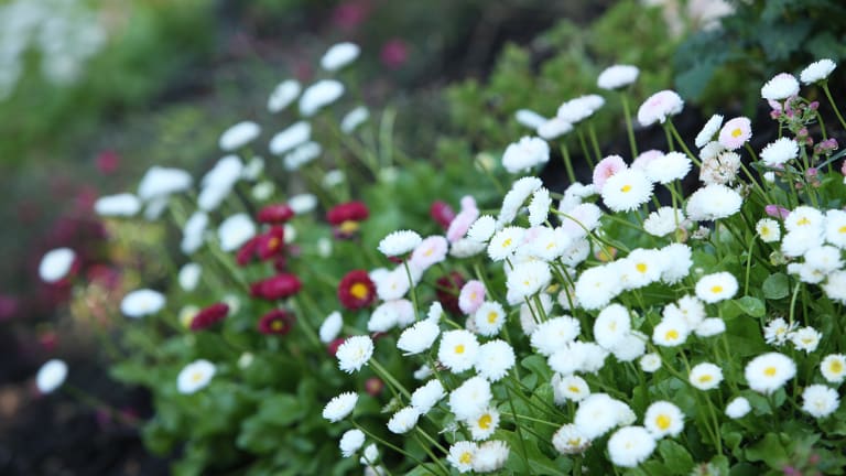 5 Spring Garden Hacks From A Professional Landscaper
