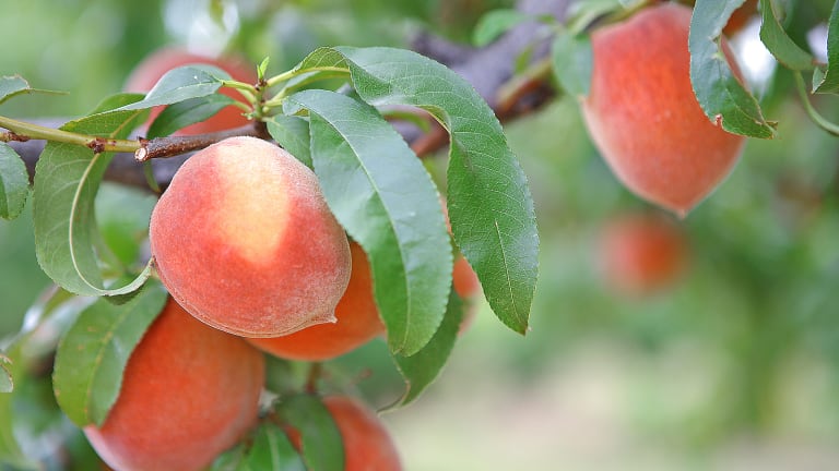 Got Fruit? Here’s the Best Time of Year To Prune Your Fruit Trees!