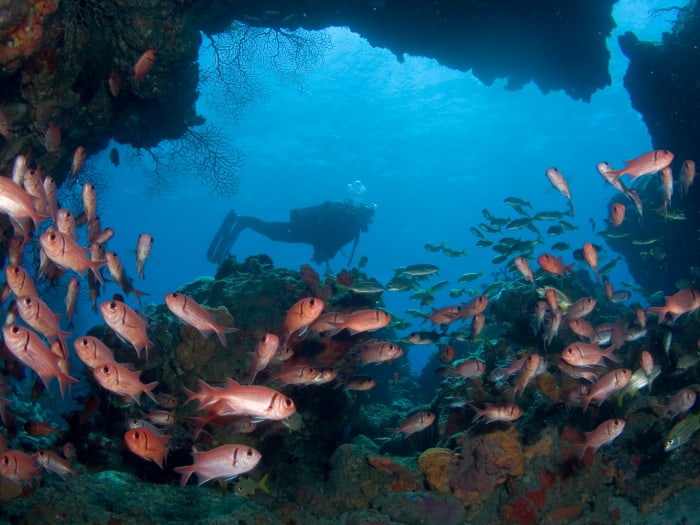 This year, visit Dominica and enjoy its amazing scuba diving opportunities. (Discover Dominica Authority)