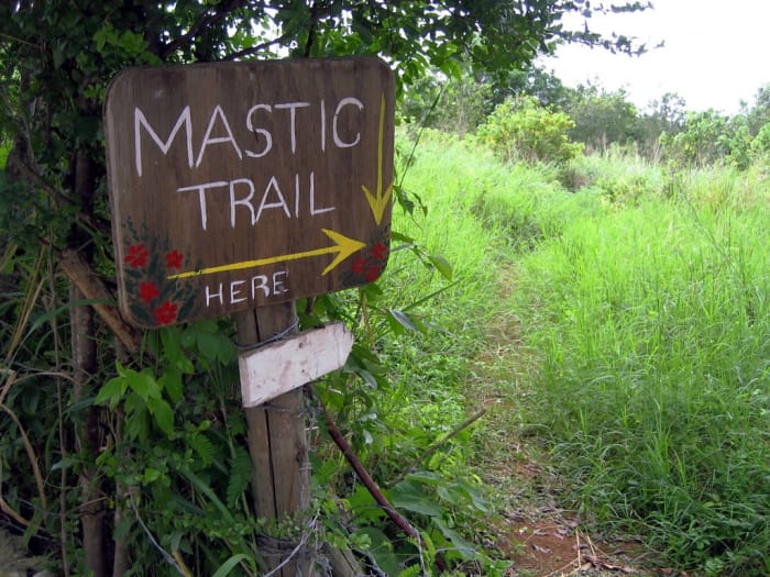 The Mastic Trail crosses eastern Grand Cayman in the Cayman Islands, Caribbean. (Flickr: David Stanley)