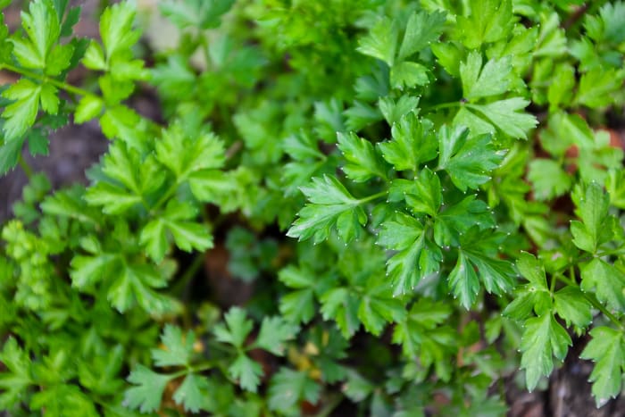 How To Successfully Plant And Care For Your Herb Garden - Today's Mama