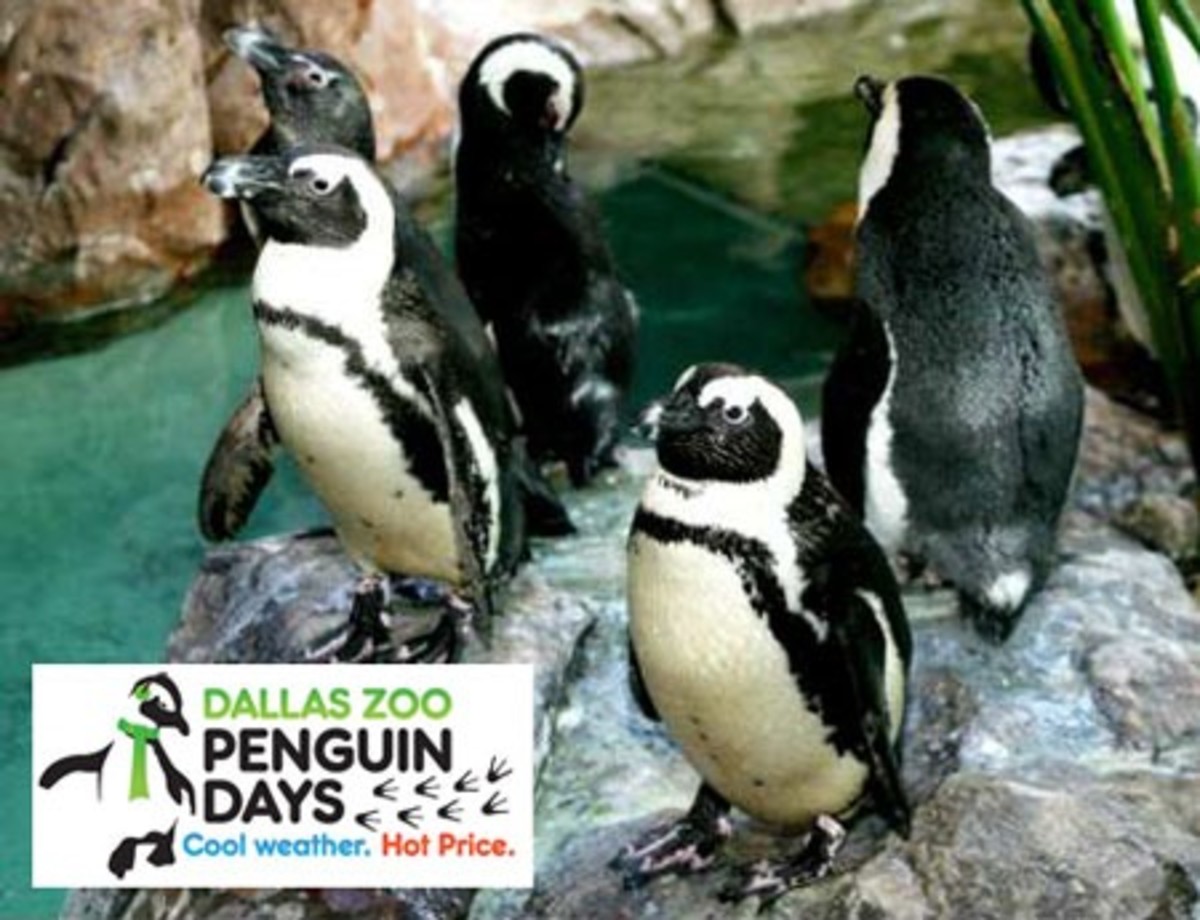 Penguin Days at the Dallas Zoo Means $5 Admission in January & February