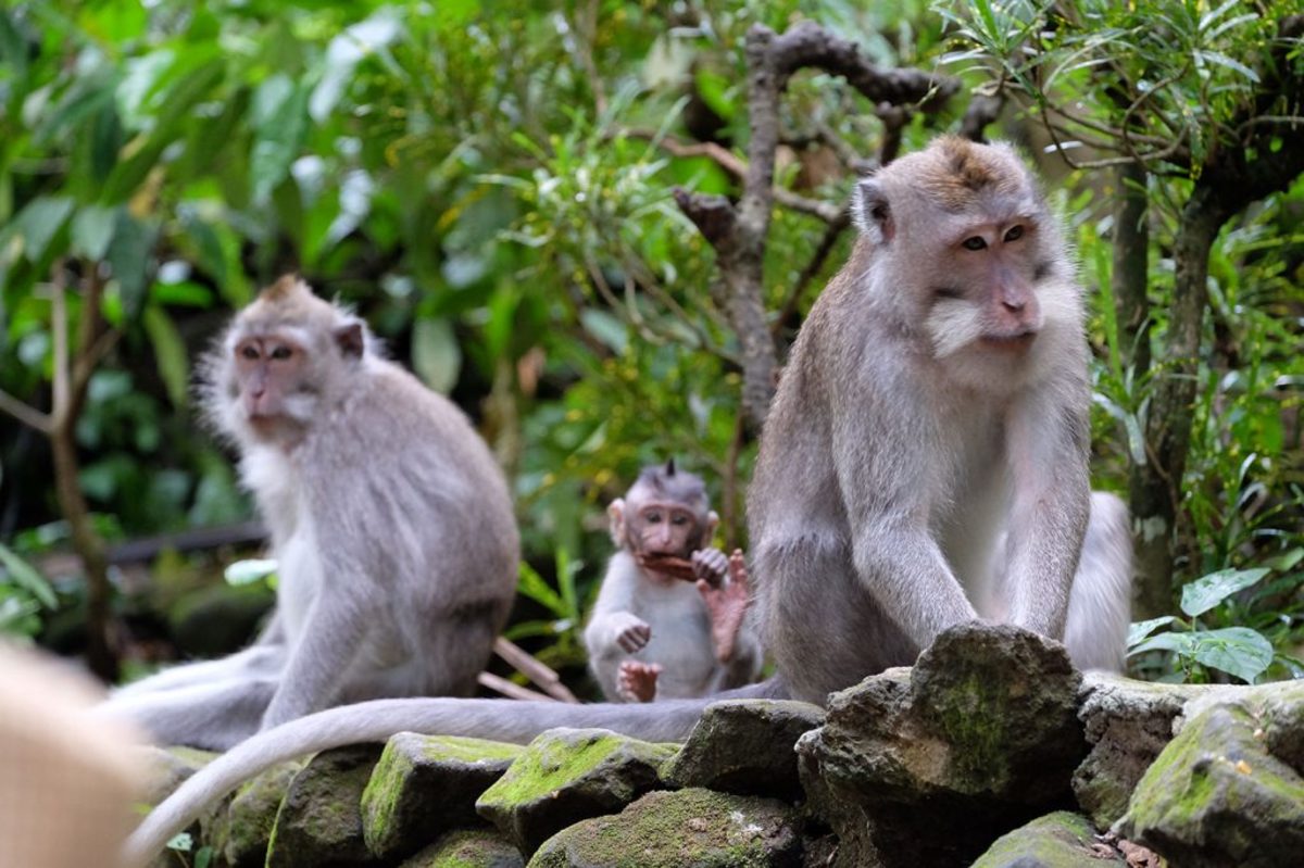 For wildlife attractions for families in Bali, cruelty-free is definitely the way to go. (Courtesy Ubud Monkey Forest)
