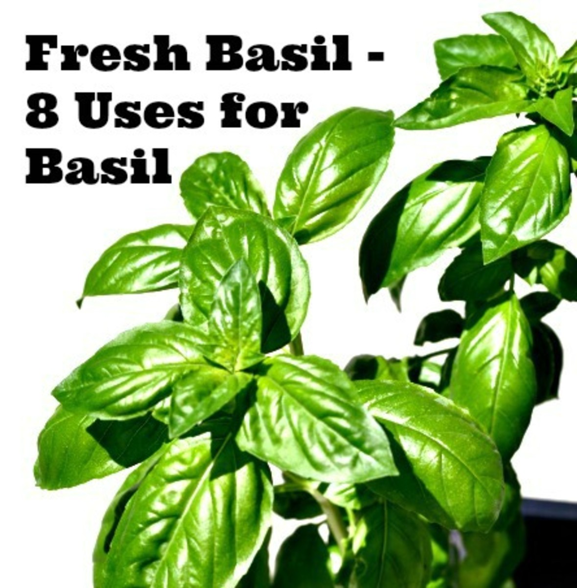 Fresh Basil 8 Uses for Basil Today's Mama