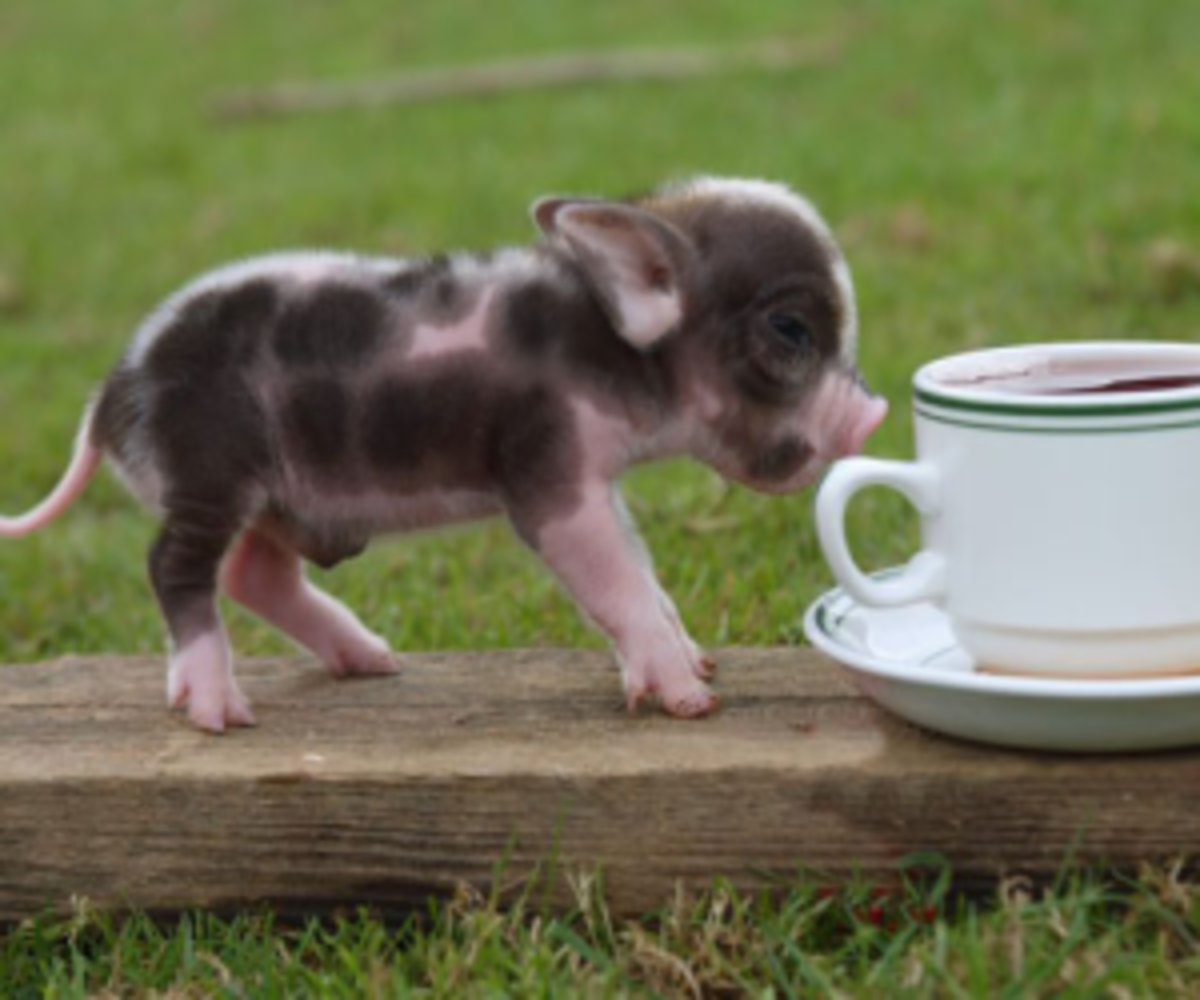 teacup piggy