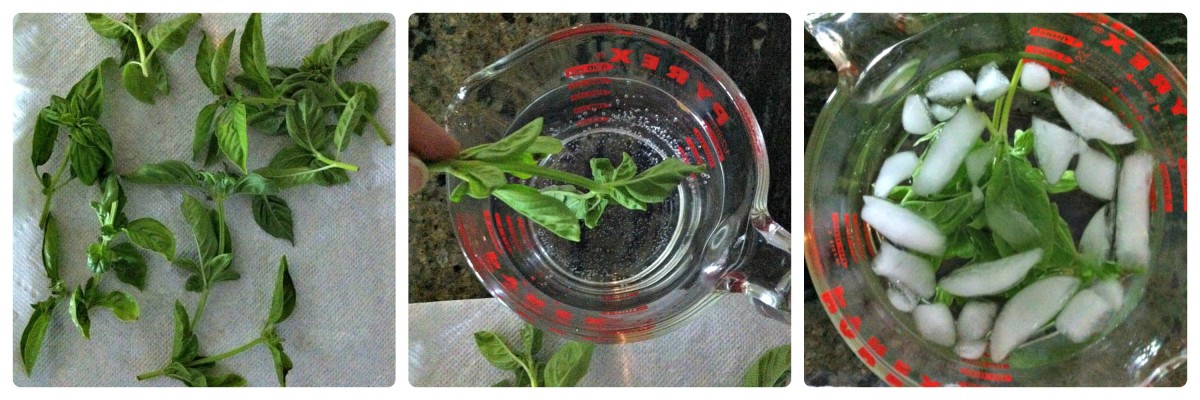 How to Blance Basil Herbs - TodaysMama.com