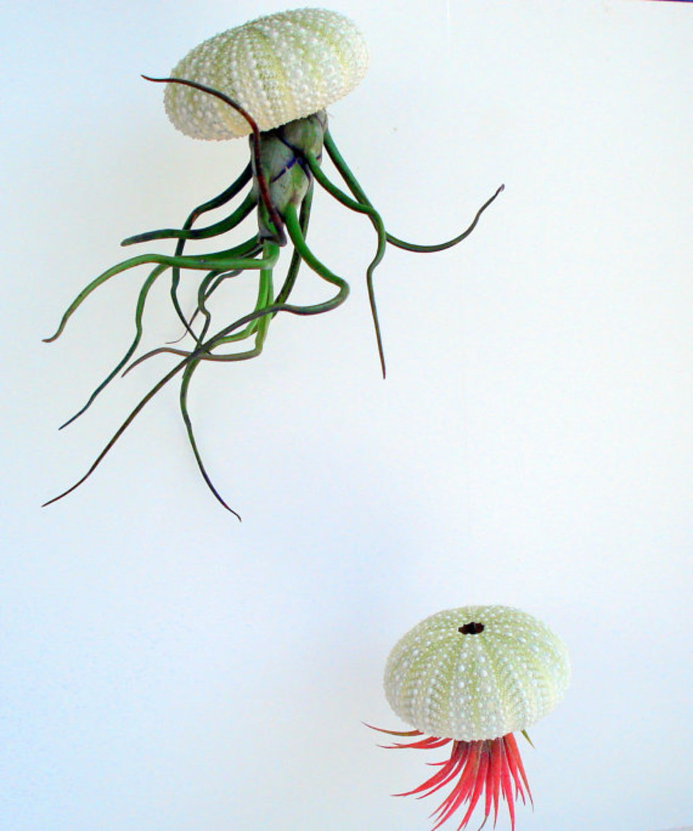 hanging sea urchin planter