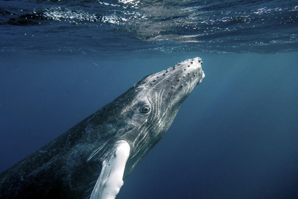 Humpback whale in the Dominican Republic (Flickr: Christopher Michel)