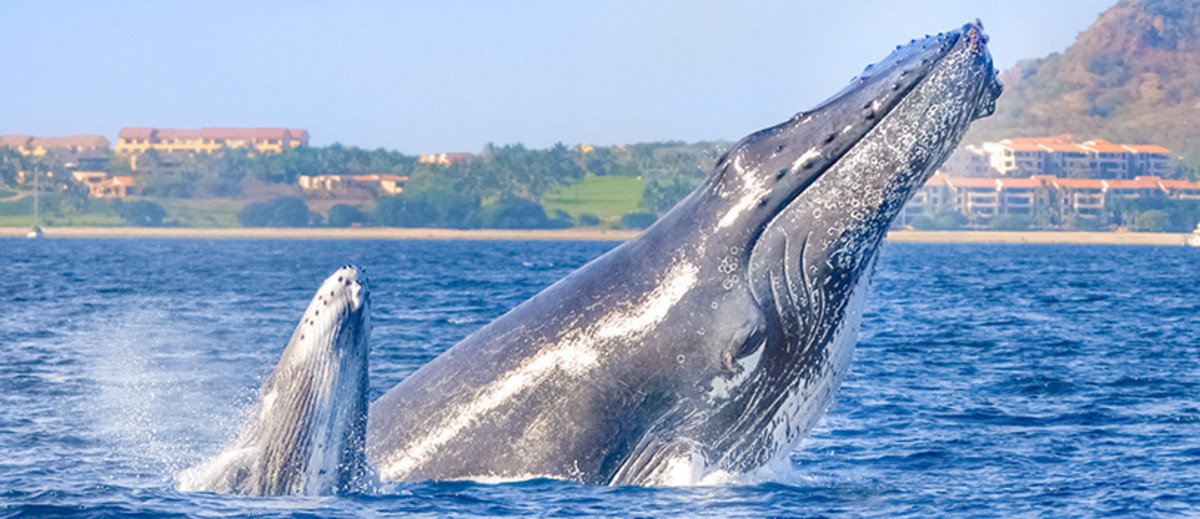 Go whale watching in Puerto Vallarta with Vallarta Adventures. (Courtesy Vallarta Adventures)