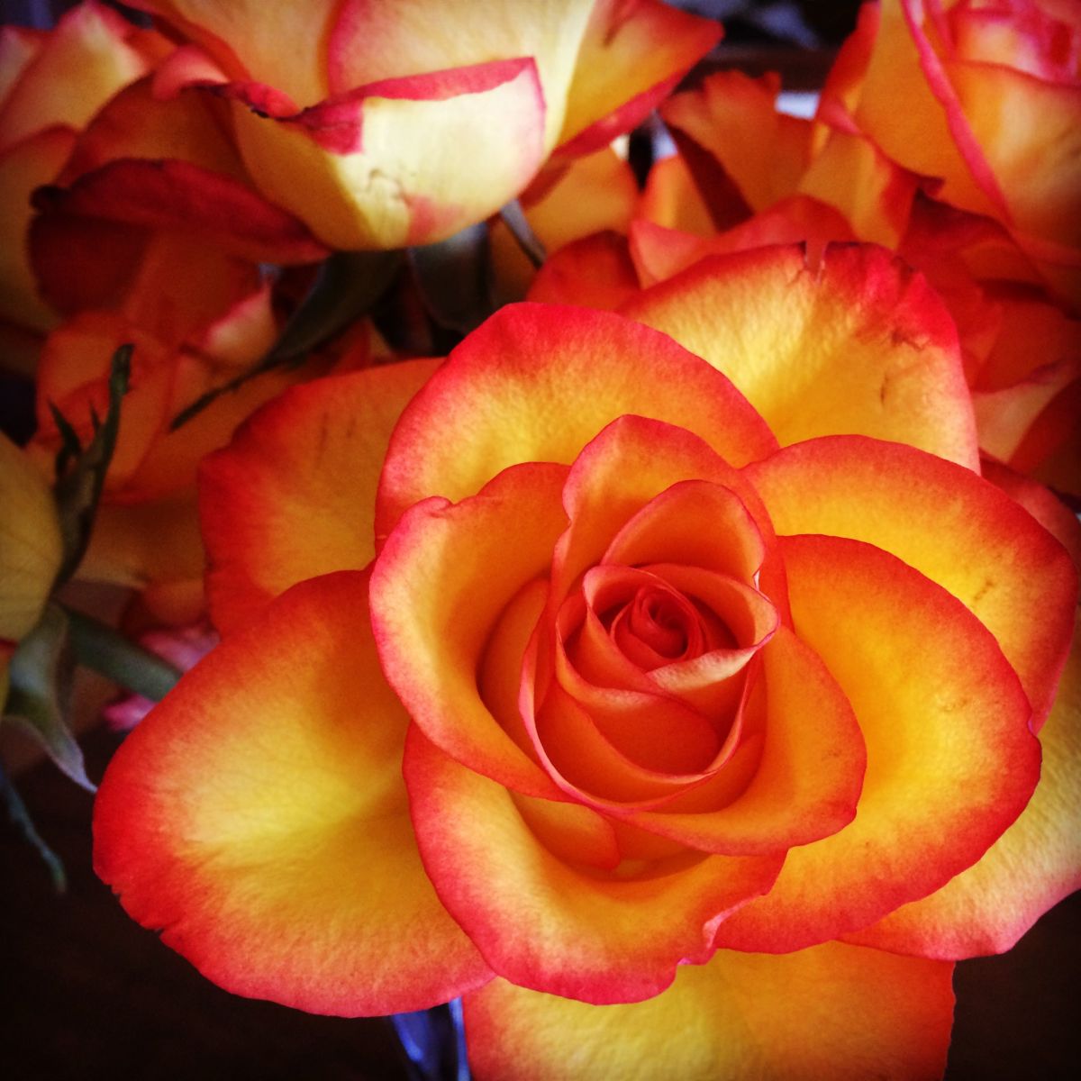 yellow and red rose