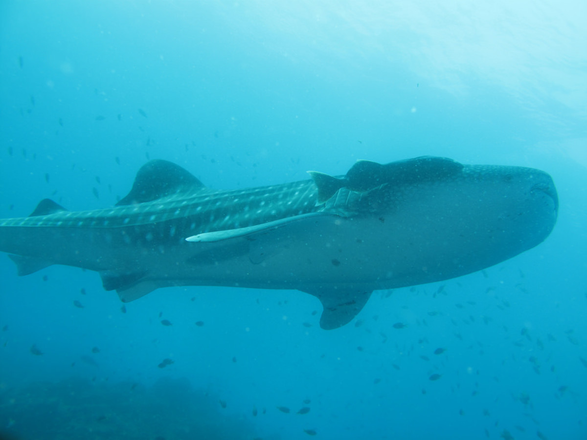 Swimming with whale sharks (Flickr: F Mira)