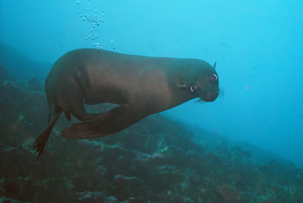 Come face to face with sea lions in the Galapagos (Courtesy Ecoventura)