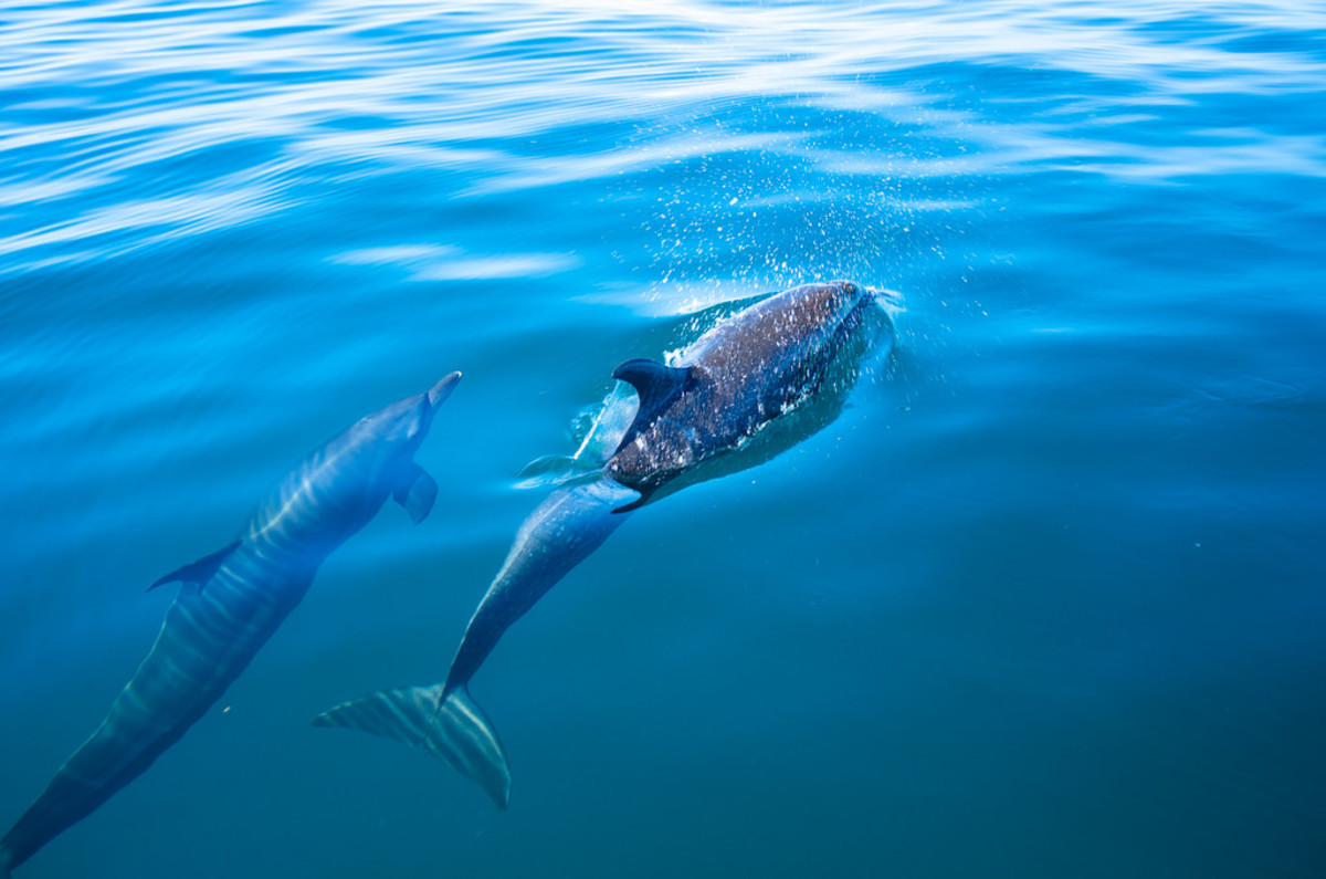 Dolphins in Costa Rica (Flickr: AlfonsoLara70)