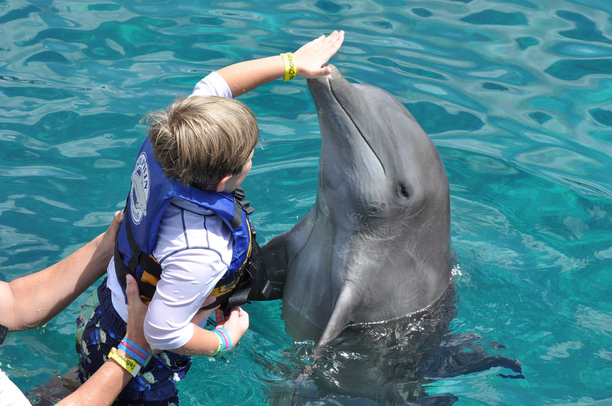 is-it-cruel-to-swim-with-the-dolphins-today-s-mama