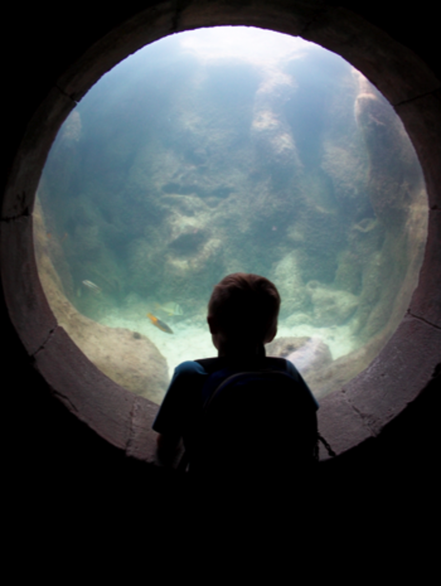 Wandering through the aquariums at Atlantis