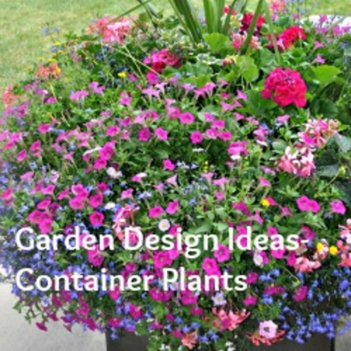 Garden Design Ideas - Container Plants-Featured