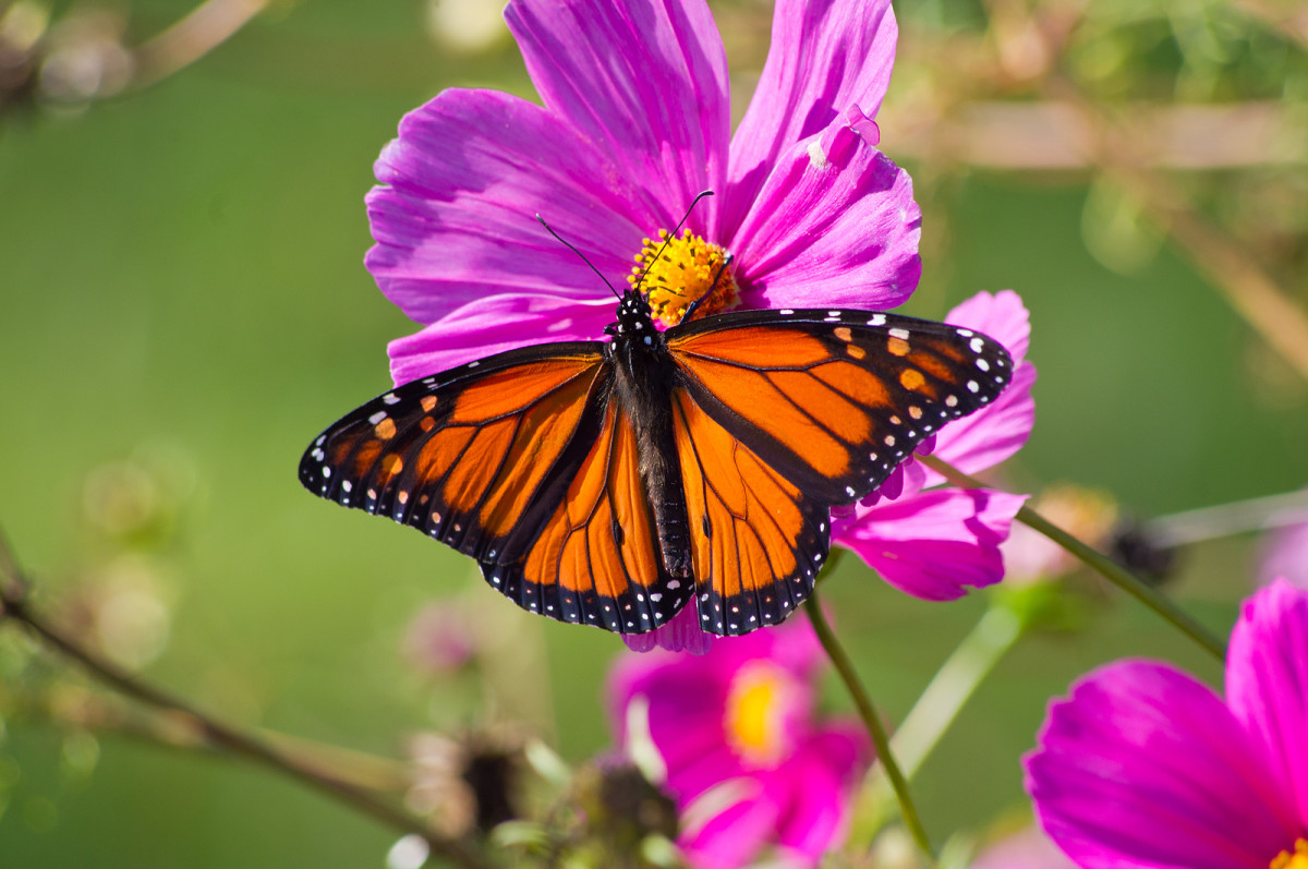 Planting a Butterfly Garden for Beginners - Today's Mama