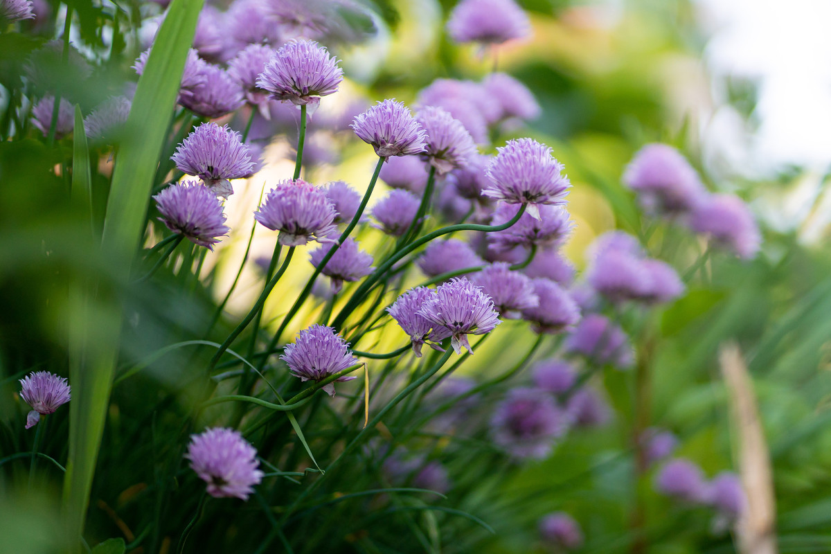 chives herb planting