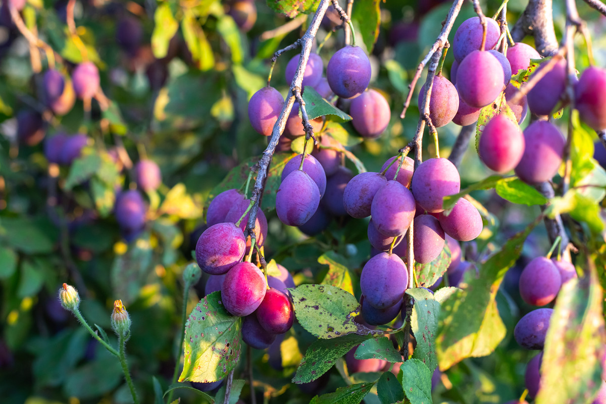Best Time of Year To Prune Your Fruit Trees
